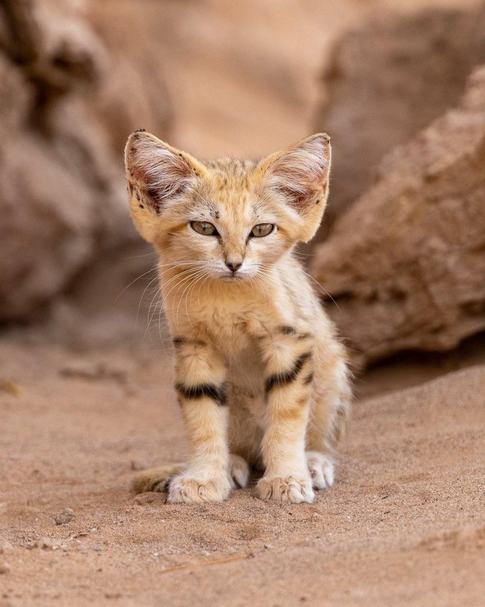 AMAZlNGNATURE's tweet photo. Rare sand cat kitten spotted in Morocco’s desert

Photographer Rémi Vaucher captured a rare glimpse of the elusive young cat in the Moroccan Sahara, where these nocturnal animals are rarely seen in the wild https://t.co/sT2s0GSjij