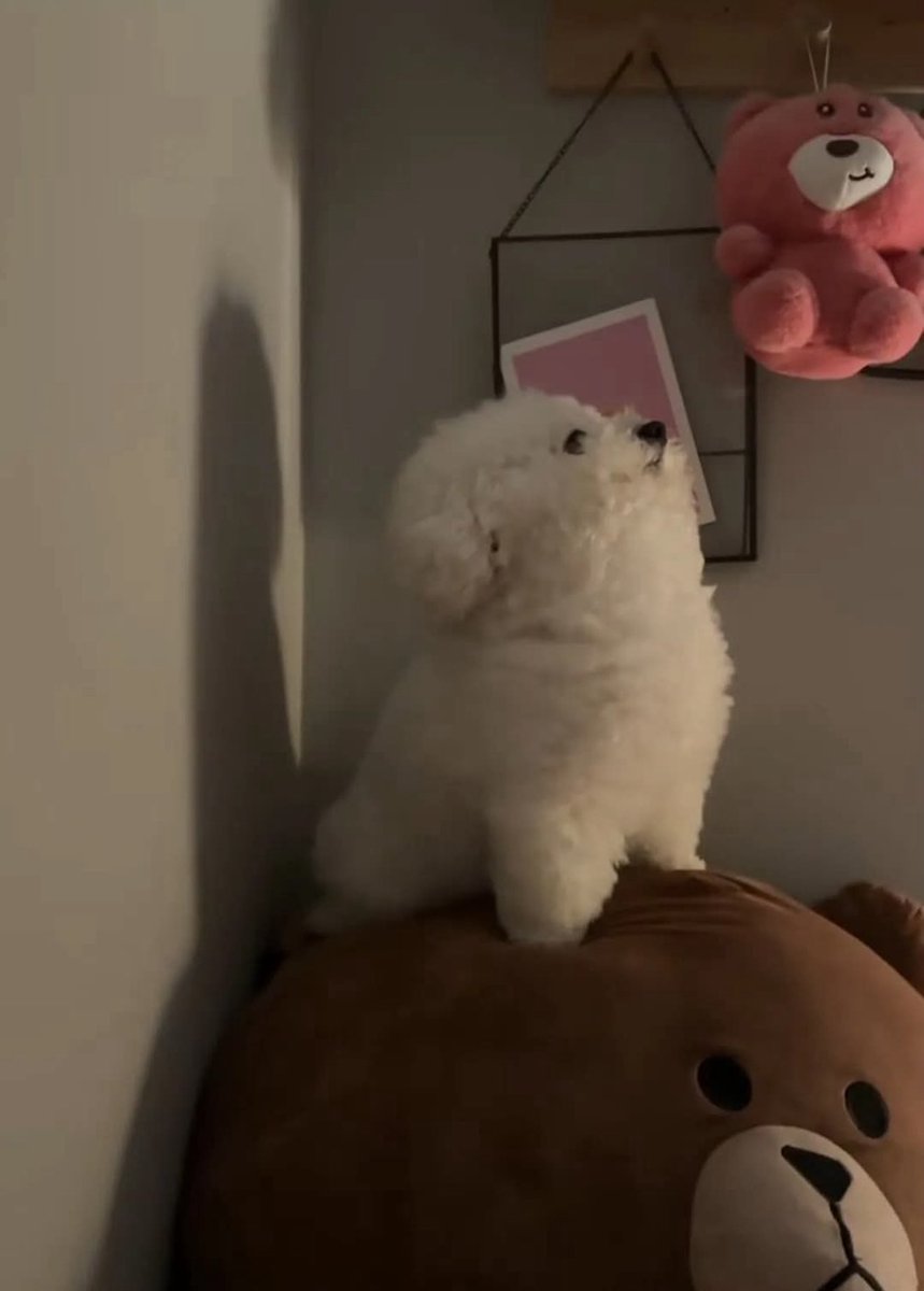 HUUK72670323's tweet photo. 라이온킹 보여줬더니 틈만나면 저러고 있음
ㅋㅋㅋㅋ https://t.co/SokI2YFp7p