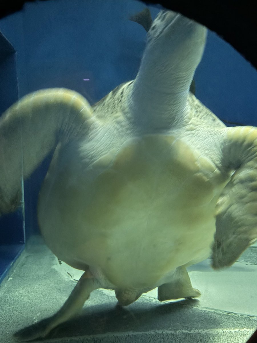 FilterYumyum's tweet photo. 水族館 https://t.co/bHMdvYDAtr