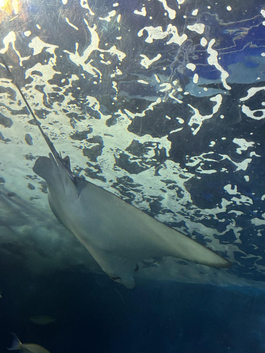 FilterYumyum's tweet photo. 水族館 https://t.co/bHMdvYDAtr