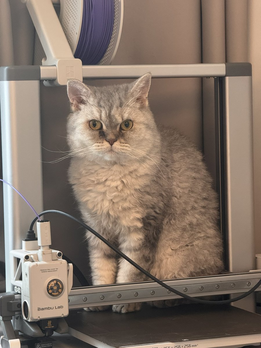 serge_ai_lab's tweet photo. 今日猫片～ https://t.co/pELMqEwkOv