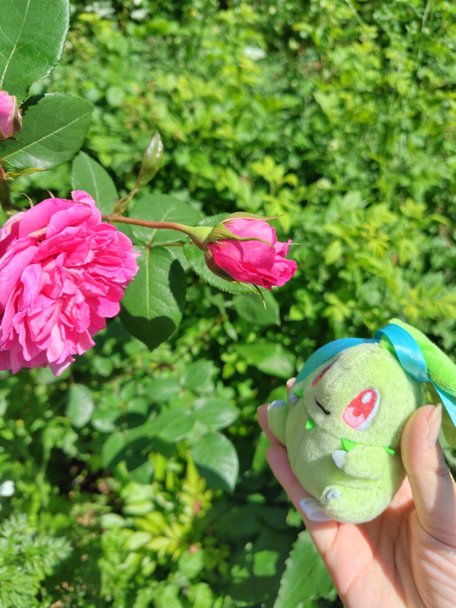amaririsu_0152's tweet photo. #泊まれるモンスターボール
「泊まれるモンスターボール」キャンペーンに応募しました！ @PokemonSleepApp https://t.co/hiI6PFpxWE