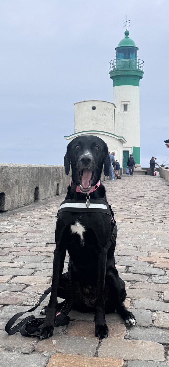 courbet_julien's tweet photo. Ça c’est du chapeau! #simonelechien https://t.co/qYrN1Mqu1j