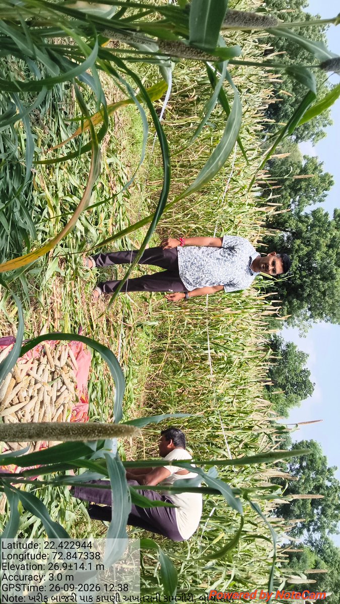 mitesh06860898's tweet photo. પાક કાપણી અખતરો બોરસદ 
#GramsevakKheti https://t.co/ZaypQKeZ6L