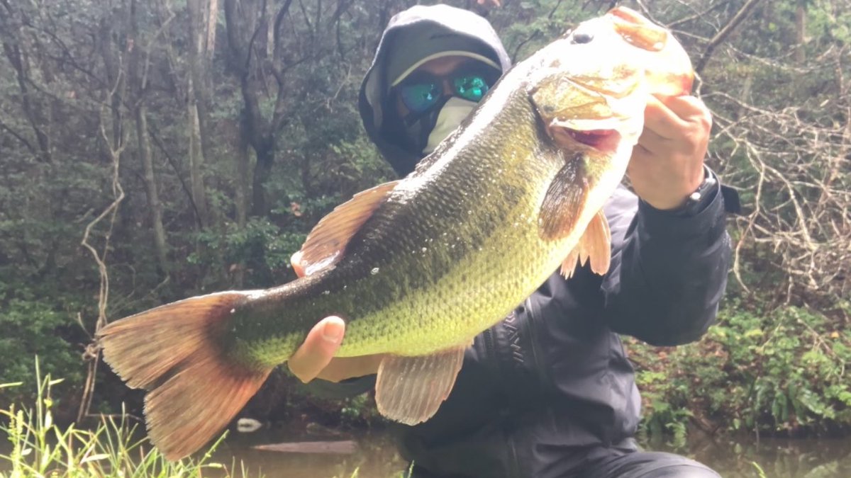 MehZav's tweet photo. 雨が降り出したタイミングで。☔️🎣

#バス釣り #ブラックバス #バスフィッシング #フロートボート https://t.co/LR4JzZ8Kmh
