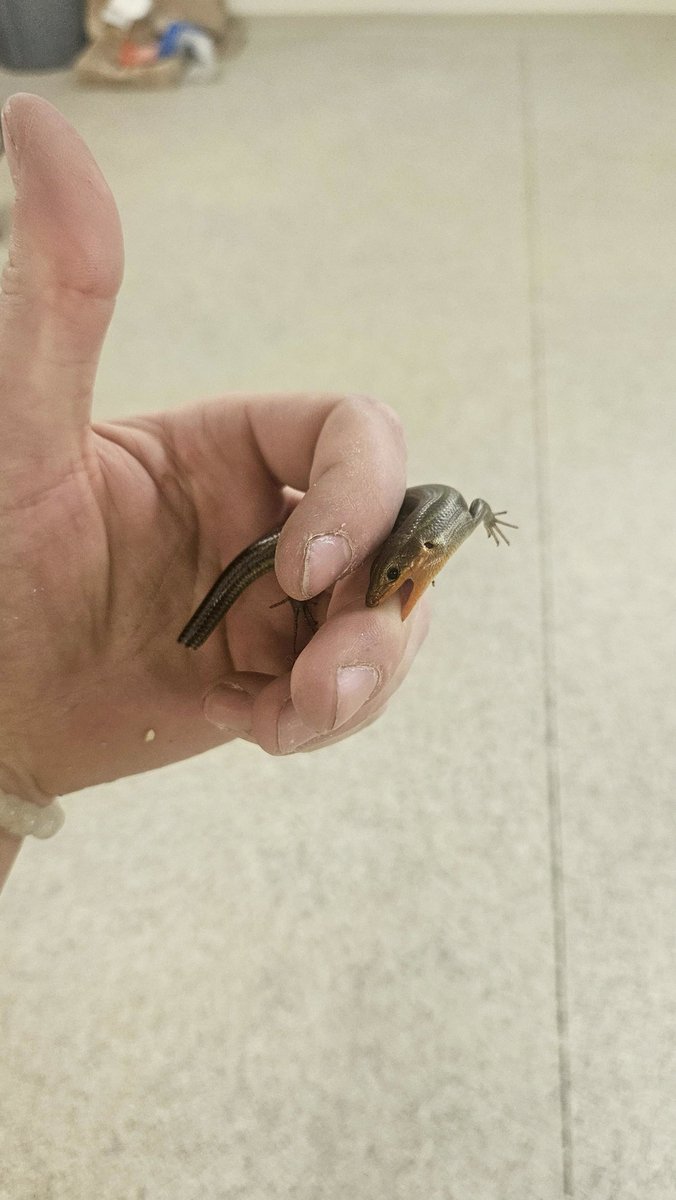 WILSONSONgj's tweet photo. Angry skink.
#LizardLife #CrocodileAttack https://t.co/fsfGRIRqRw