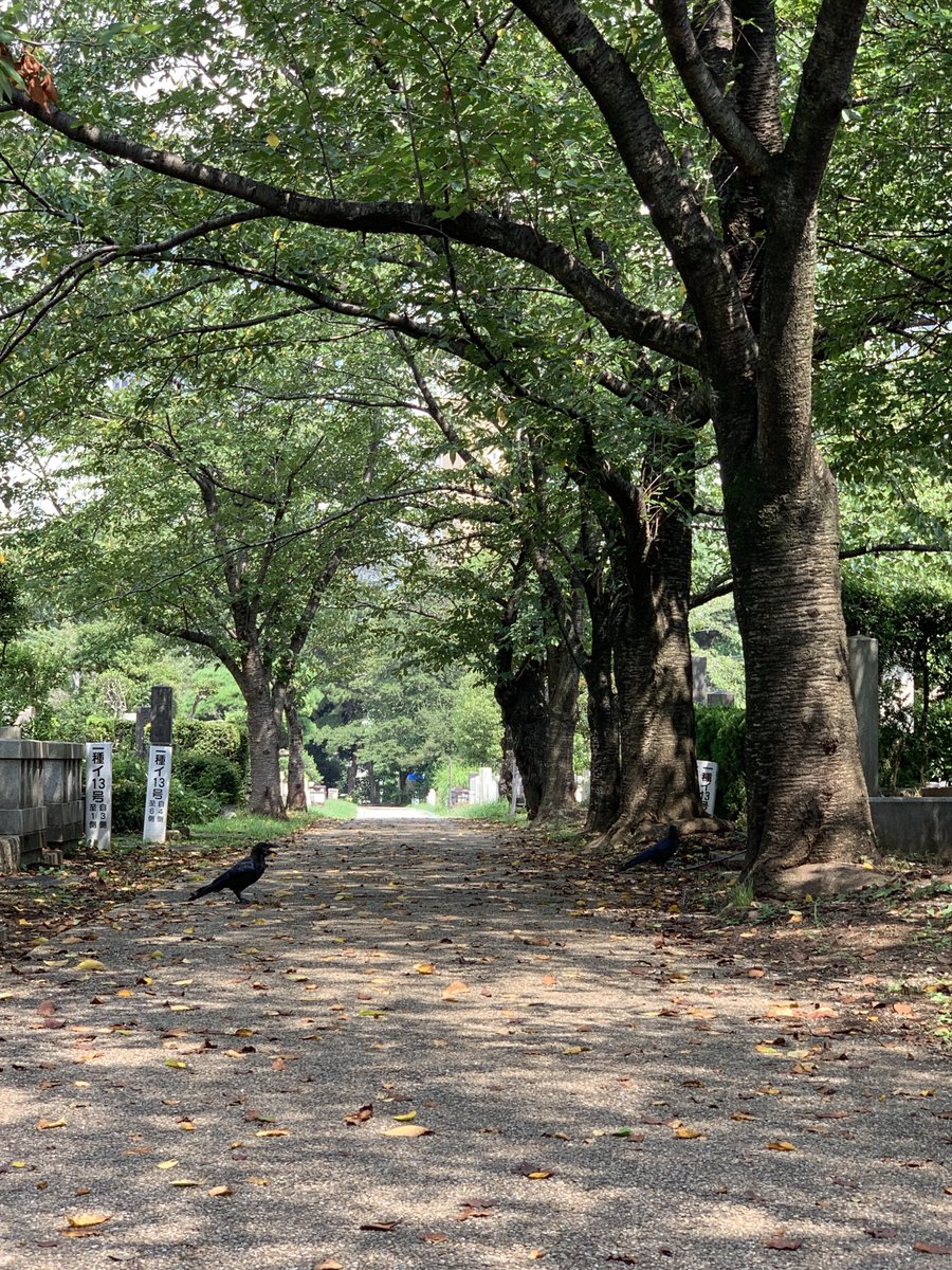 m_y8star's tweet photo. 護国寺、牛込橋、青山霊園、タムタムのホットケーキ
カフェは今もやってて食べログでも人気ありでした
7年前の……7年前？！の話 https://t.co/SJl7lA89xV