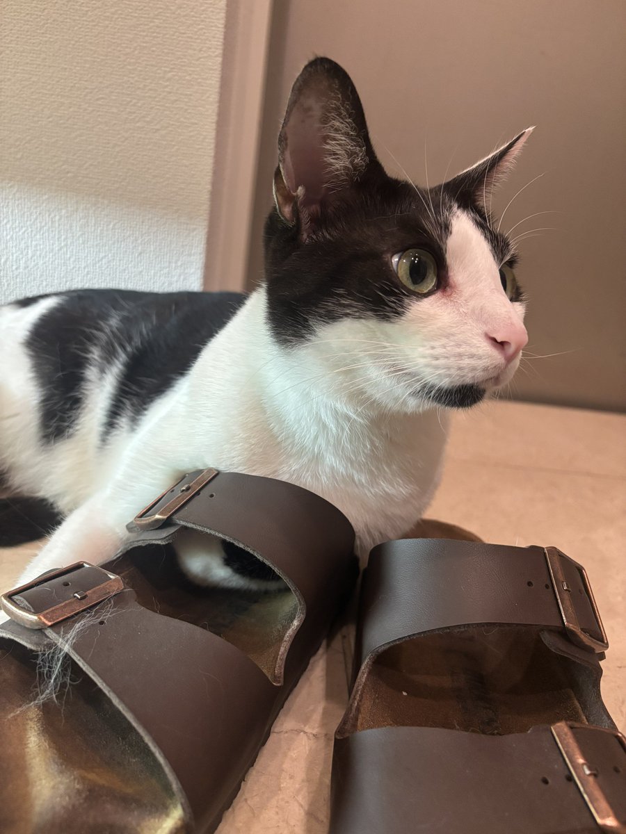 fukuroupiyopiyo's tweet photo. ハチワレの顔が好きすぎて、好きなタイプ聞かれたらいつもハチワレを思い出している
耳が大きくて素敵 https://t.co/DdmTEO1YyG