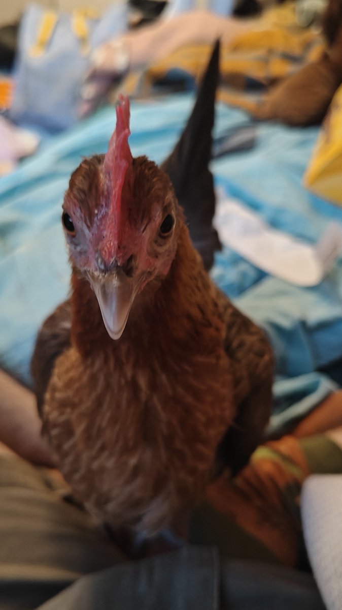 stormscosplays's tweet photo. Food thief https://t.co/gaiGcxrbc9