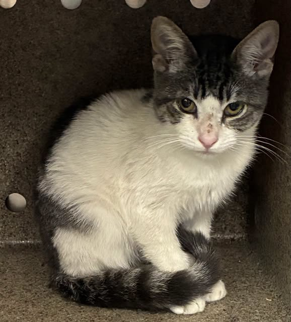 lordi1960's tweet photo. https://t.co/c5YazyEdzt
❤️WORMIE -- ID# A851461

Temperament: FRIENDLY

I am a female gray tabby and white Domestic Shorthair.

The shelter staff think I am about 4 months old.

I have been at the shelter since September 09, 2026.

I will be available for adoption or rescue on September 14, 2026.

I am currently at Devore Shelter in San Bernardino County, California.

If you would like to go down to the shelter to adopt this cat yourself,
please visit or call:

Devore Animal Shelter
19777 Shelter Way
Devore, CA 92407
Voice: (909) 386-9820 - press 2