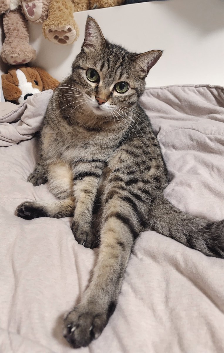 cat_56chan's tweet photo. 変なポーズだけどかわいい顔 https://t.co/d8jlRQKgtE