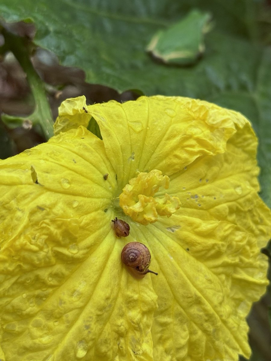 moriecomuseum's tweet photo. カエル
カタツムリ
カボチャの花 https://t.co/Qu8qKrDZsQ