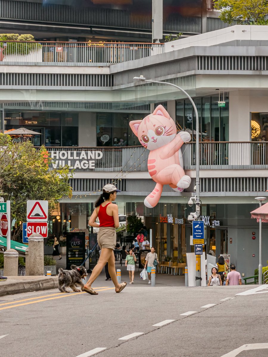 javanng's tweet photo. Holland Village is really letting the cat out of the bag with this display. That feeling when you see a giant cat... and you’re with a tiny dog. 😅🐕

#hollandvillage #streetsofsingapore #singapore #street_is_life #urbanvibes https://t.co/P3WiKmj4NB