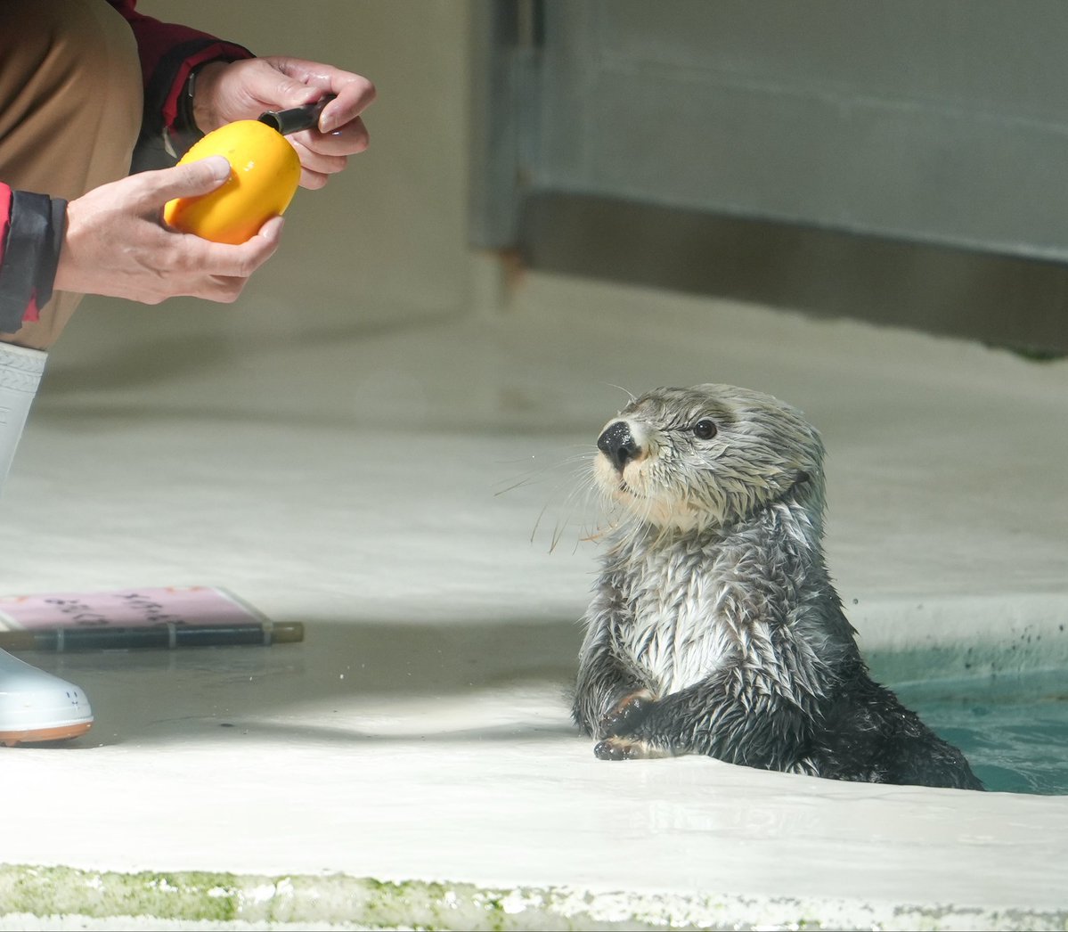 seaotter_0114's tweet photo. ふむふむ
キラは全てわかりました

#鳥羽水族館 #ラッコ #キラちゃん #鳥羽水 #seaotter #ラッコ好きと繋がりたい https://t.co/wCBx9B8AUD