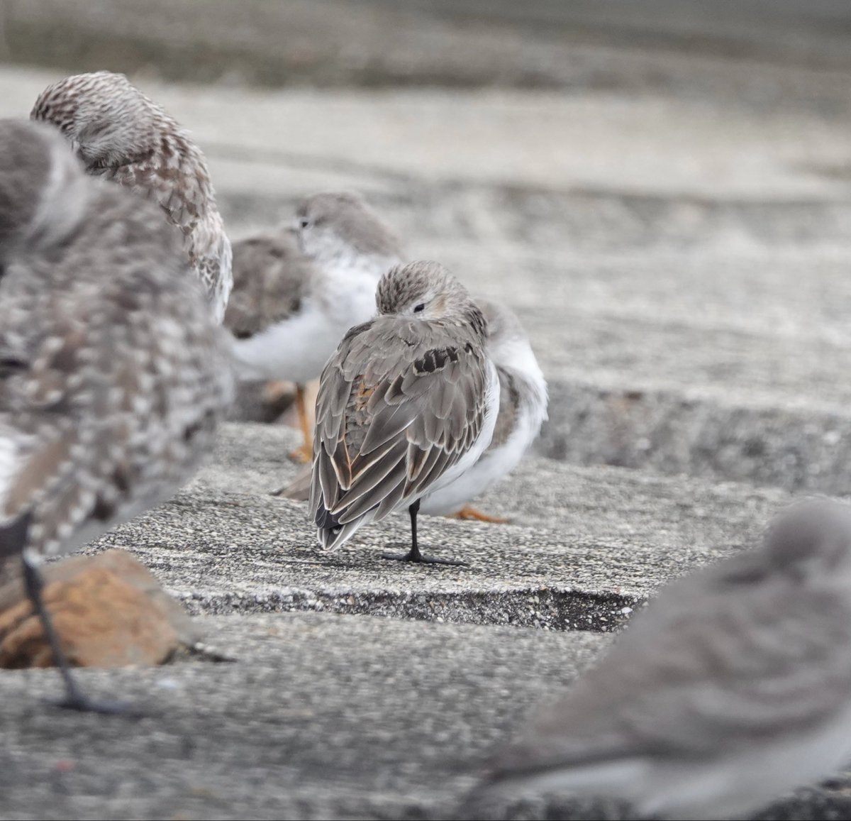 akanbird's tweet photo. 15時くらいで日が落ち始めてたこともあり、みなさんおねむでした
嘴をズボッと収納してる姿、めちゃくちゃ良いな https://t.co/U0kHphKxnP