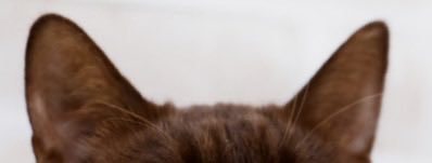 miirnsa's tweet photo. 伊にゃー慧🐾🐈 https://t.co/jS4htguy2I