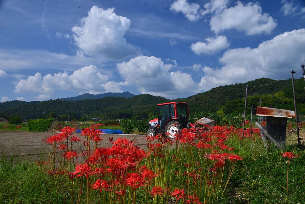 quiet111's tweet photo. ほとんど夏空だった彼岸過ぎの嵯峨野

#嵯峨野　#彼岸花　#京都 https://t.co/1aikBJaBi9
