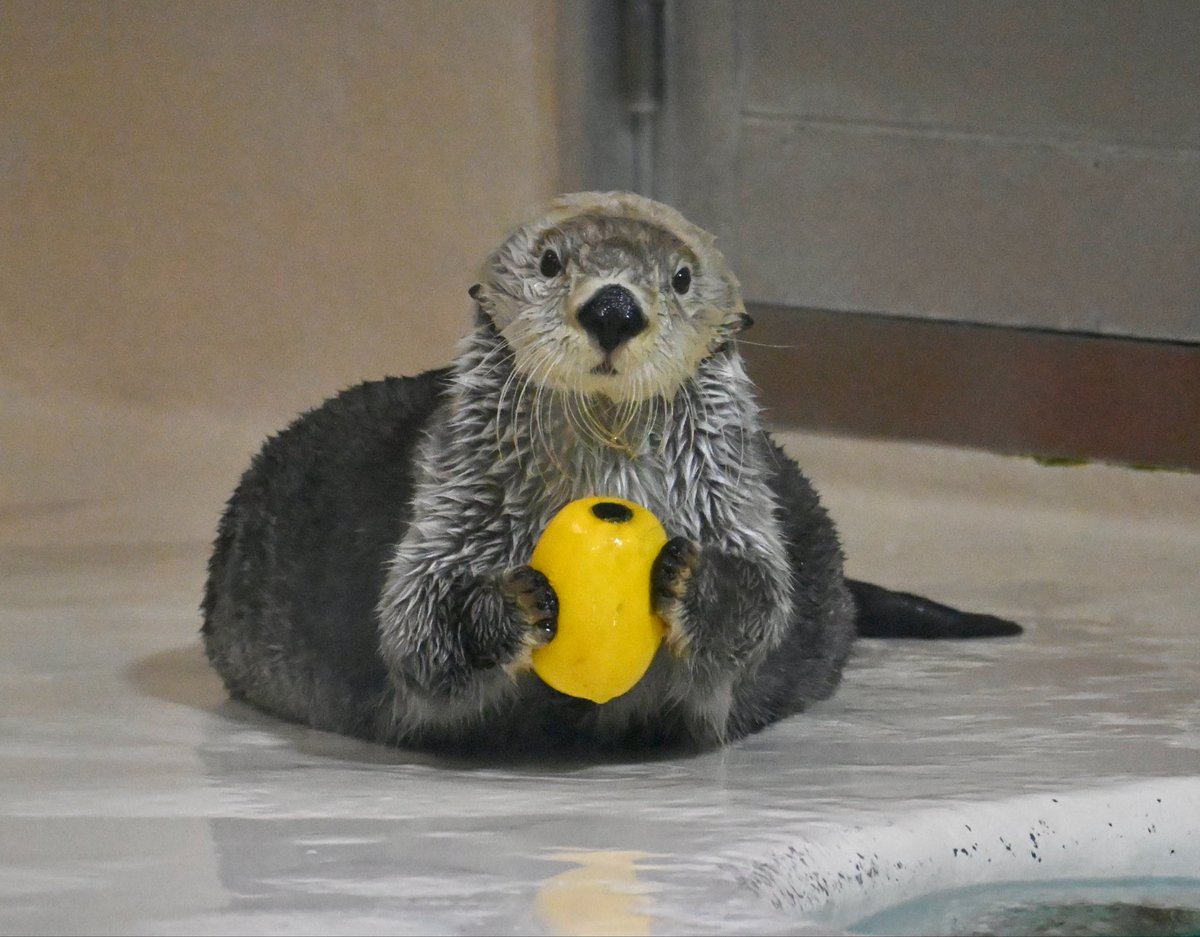 mimic_5656's tweet photo. キラちゃんのキラレモン🦦🍋
可愛すぎて倒れそうになりました。

#キラちゃん #ラッコ #鳥羽水族館 https://t.co/i7LH8oxqGz