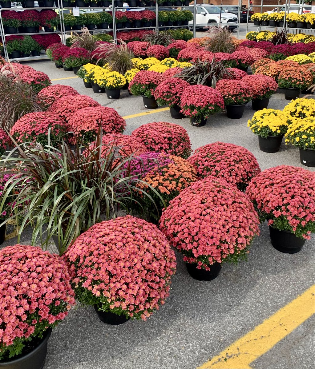 tulipeAbba's tweet photo. @DailyPicTheme2 Atwater Market, Montréal https://t.co/QBTDenAlJq