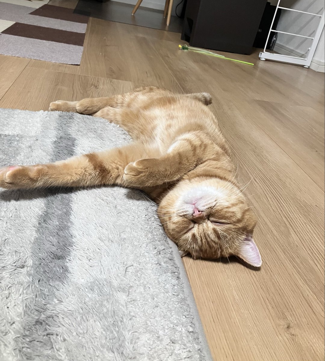 FUGIMARUde's tweet photo. 遊び疲れ
#マンチカン
#猫のいる暮らし https://t.co/l1Bj08Inaj
