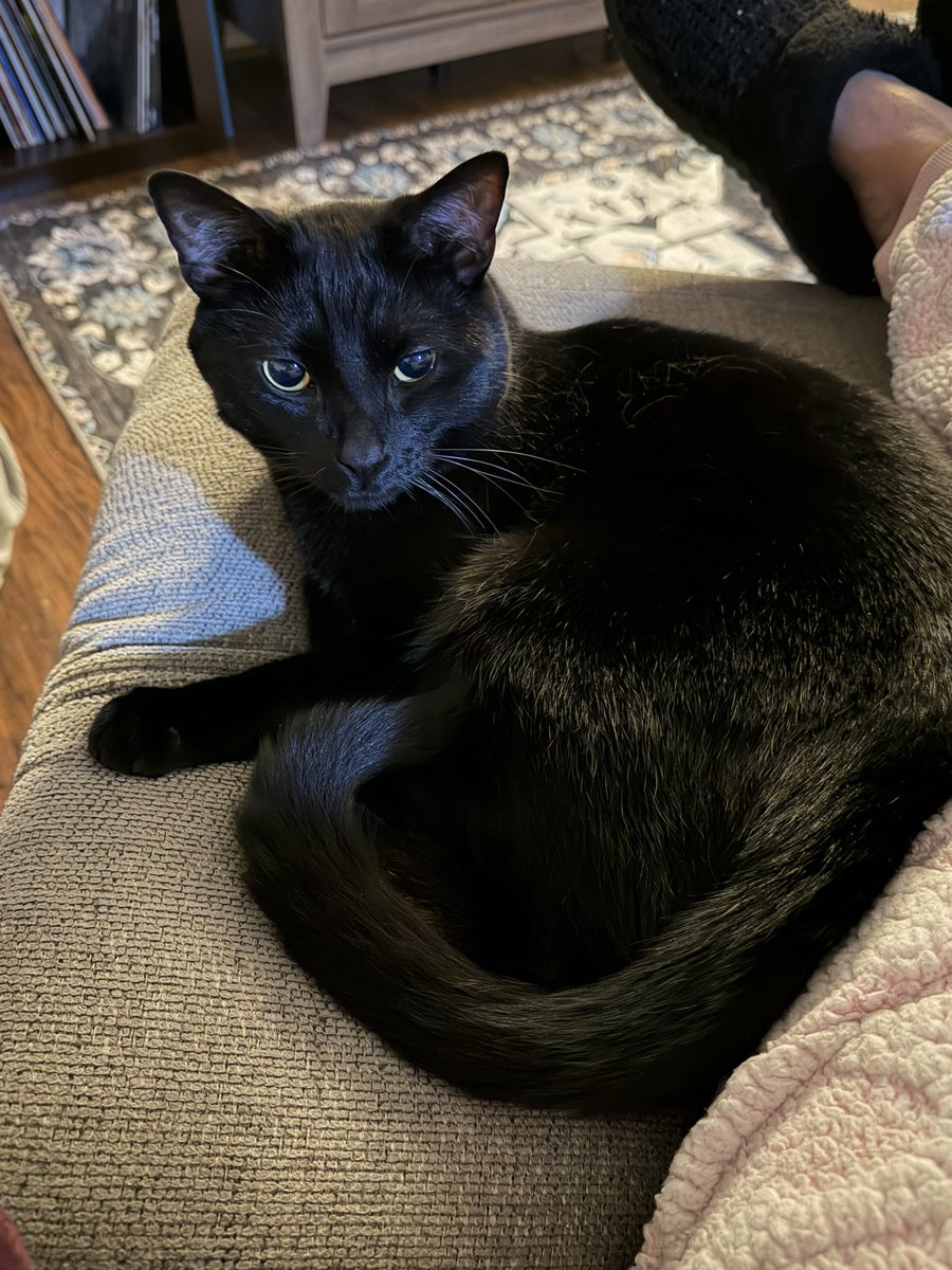 luvgenghis's tweet photo. meow https://t.co/lzJFjusJti