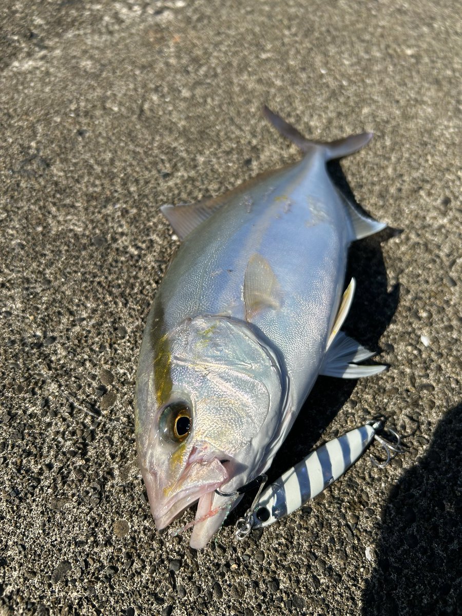 bbfish0923's tweet photo. 海の恵みに感謝^_^ https://t.co/uhhQNMHPHH