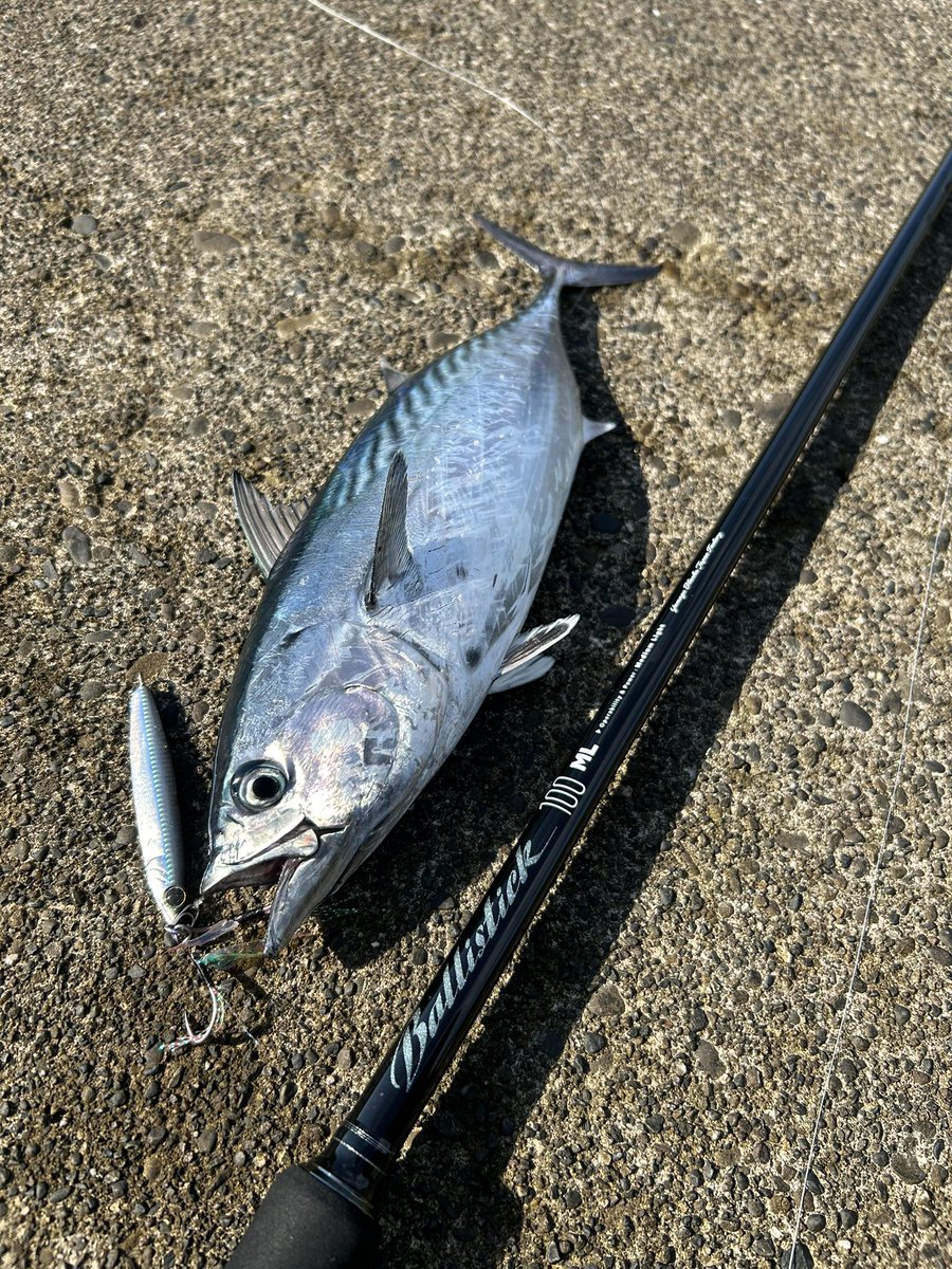 bbfish0923's tweet photo. 海の恵みに感謝^_^ https://t.co/uhhQNMHPHH