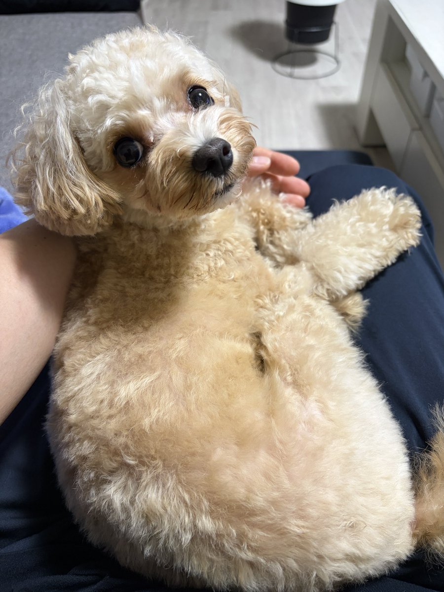 nobu_neco's tweet photo. 膝の上が好きなおいぬ🐶 https://t.co/eBwxjxijO6