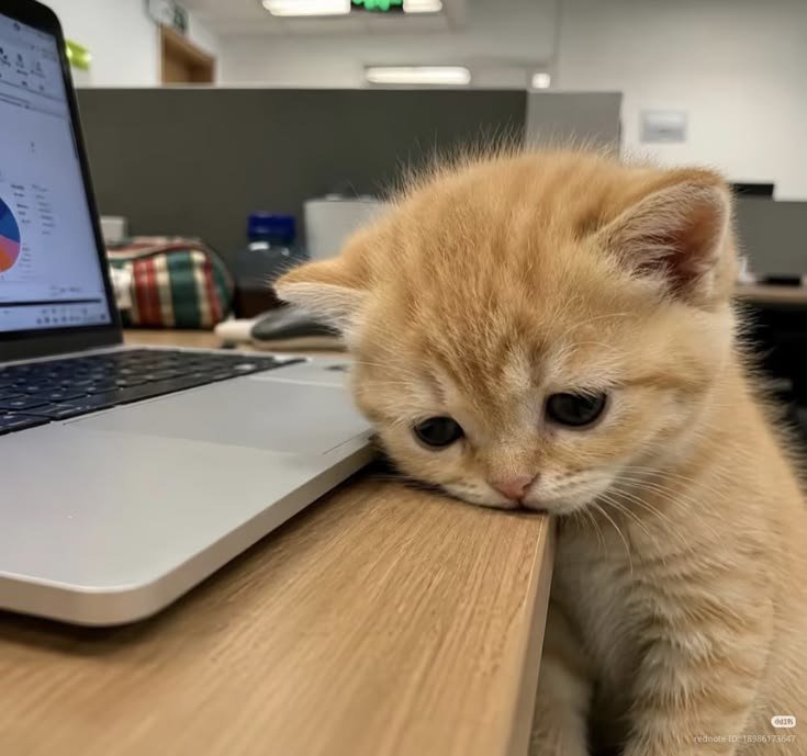 nekocatts's tweet photo. Why so sad? https://t.co/olR18w191a