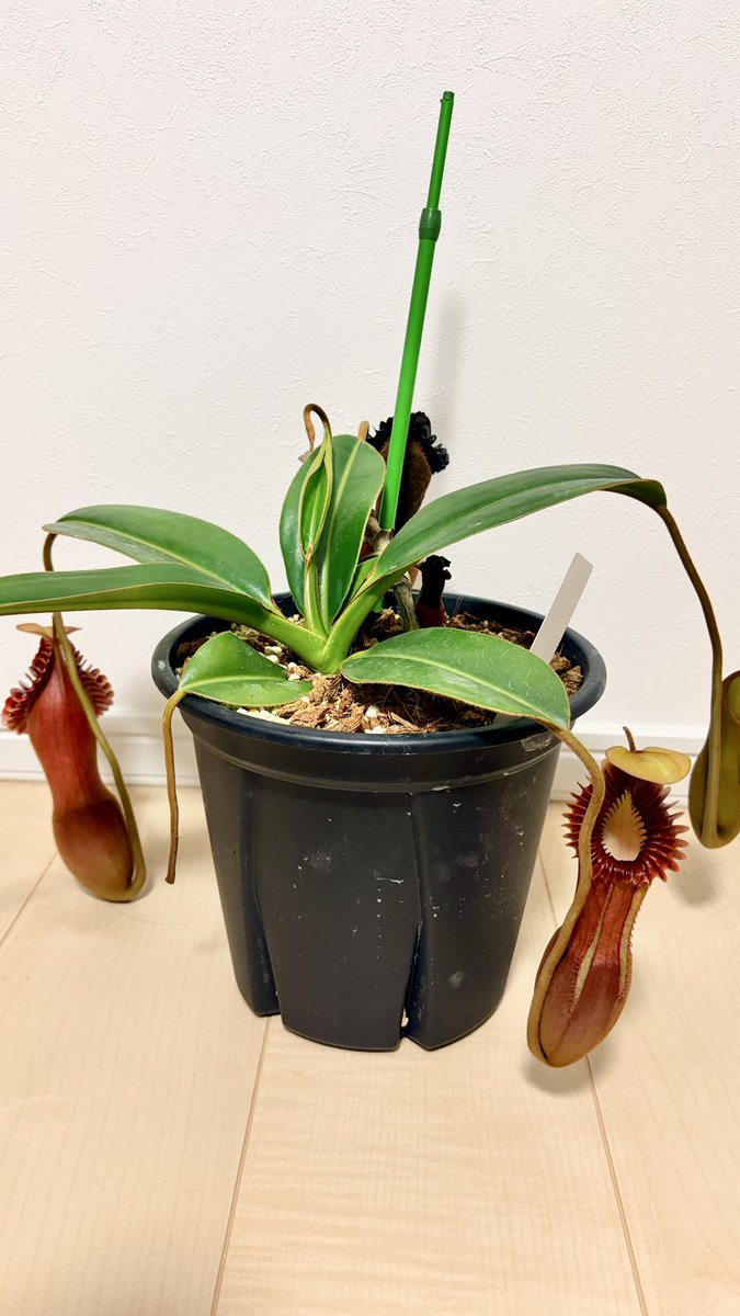 nepechorin77's tweet photo. N.edwardsiana kinabalu gold peristome
出品しました😀
襟がド派手になる個体で主茎を切り飛ばしたものでまあまあの大株です！
よろしくお願いします🙇
 https://t.co/6jpgXxpctY https://t.co/WfjaQp0bjF