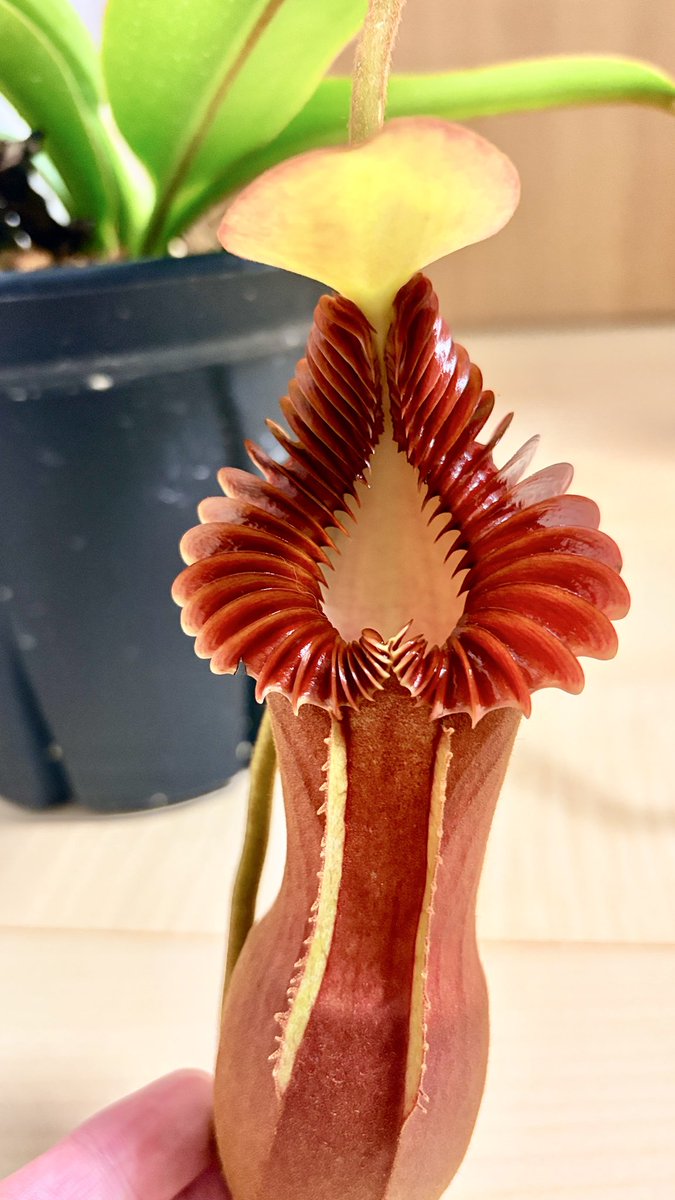 nepechorin77's tweet photo. N.edwardsiana kinabalu gold peristome
出品しました😀
襟がド派手になる個体で主茎を切り飛ばしたものでまあまあの大株です！
よろしくお願いします🙇
 https://t.co/6jpgXxpctY https://t.co/WfjaQp0bjF