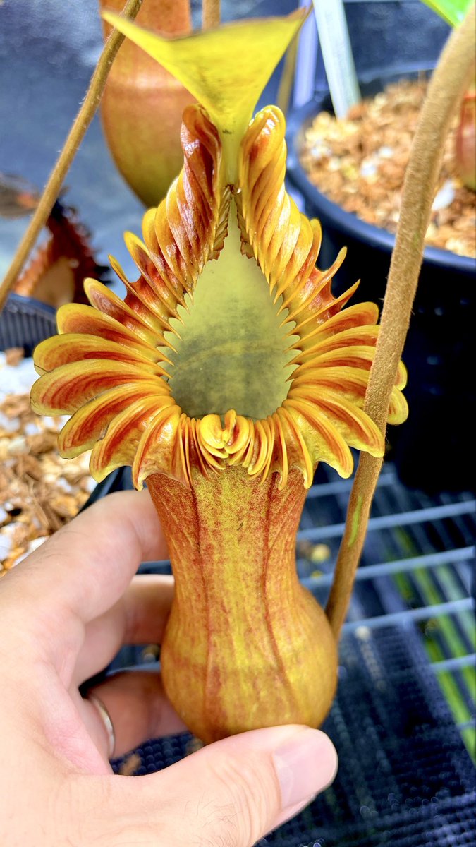 nepechorin77's tweet photo. N.edwardsiana kinabalu gold peristome
出品しました😀
襟がド派手になる個体で主茎を切り飛ばしたものでまあまあの大株です！
よろしくお願いします🙇
 https://t.co/6jpgXxpctY https://t.co/WfjaQp0bjF