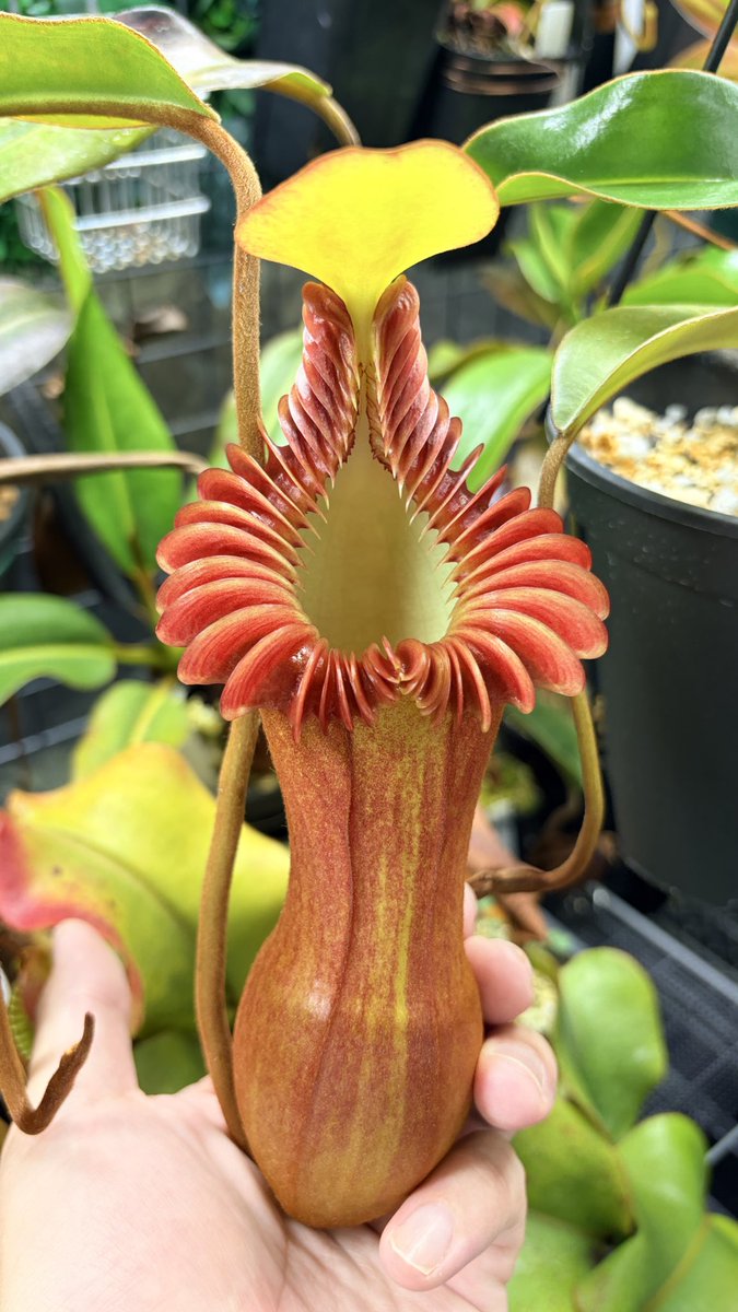 nepechorin77's tweet photo. N.edwardsiana kinabalu gold peristome
出品しました😀
襟がド派手になる個体で主茎を切り飛ばしたものでまあまあの大株です！
よろしくお願いします🙇
 https://t.co/6jpgXxpctY https://t.co/WfjaQp0bjF