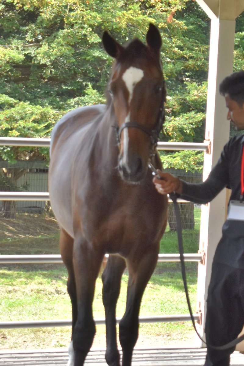 machaaki1118's tweet photo. 【ワラウカド募集馬2026④】
シセイキセキの25
　父∶ゴールドシップ
厩舎∶栗東・井上智史
#ワラウカド https://t.co/sUA0iIgniV