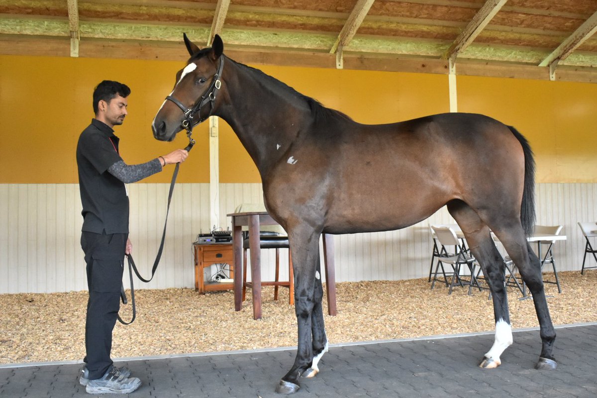machaaki1118's tweet photo. 【ワラウカド募集馬2026④】
シセイキセキの25
　父∶ゴールドシップ
厩舎∶栗東・井上智史
#ワラウカド https://t.co/sUA0iIgniV