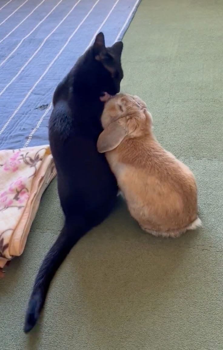 animalpopular9's tweet photo. Made of each other's https://t.co/U1BjFrugzx
