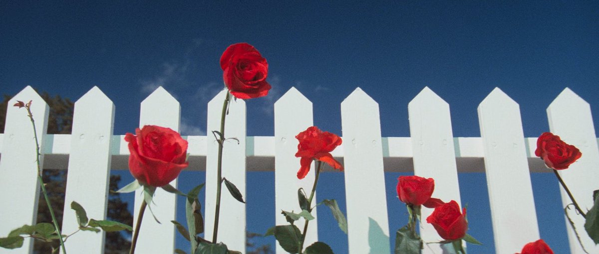 natlotr's tweet photo. Blue Velvet (1986) David Lynch
dop : Frederick Elmes https://t.co/POiIpRPYZk