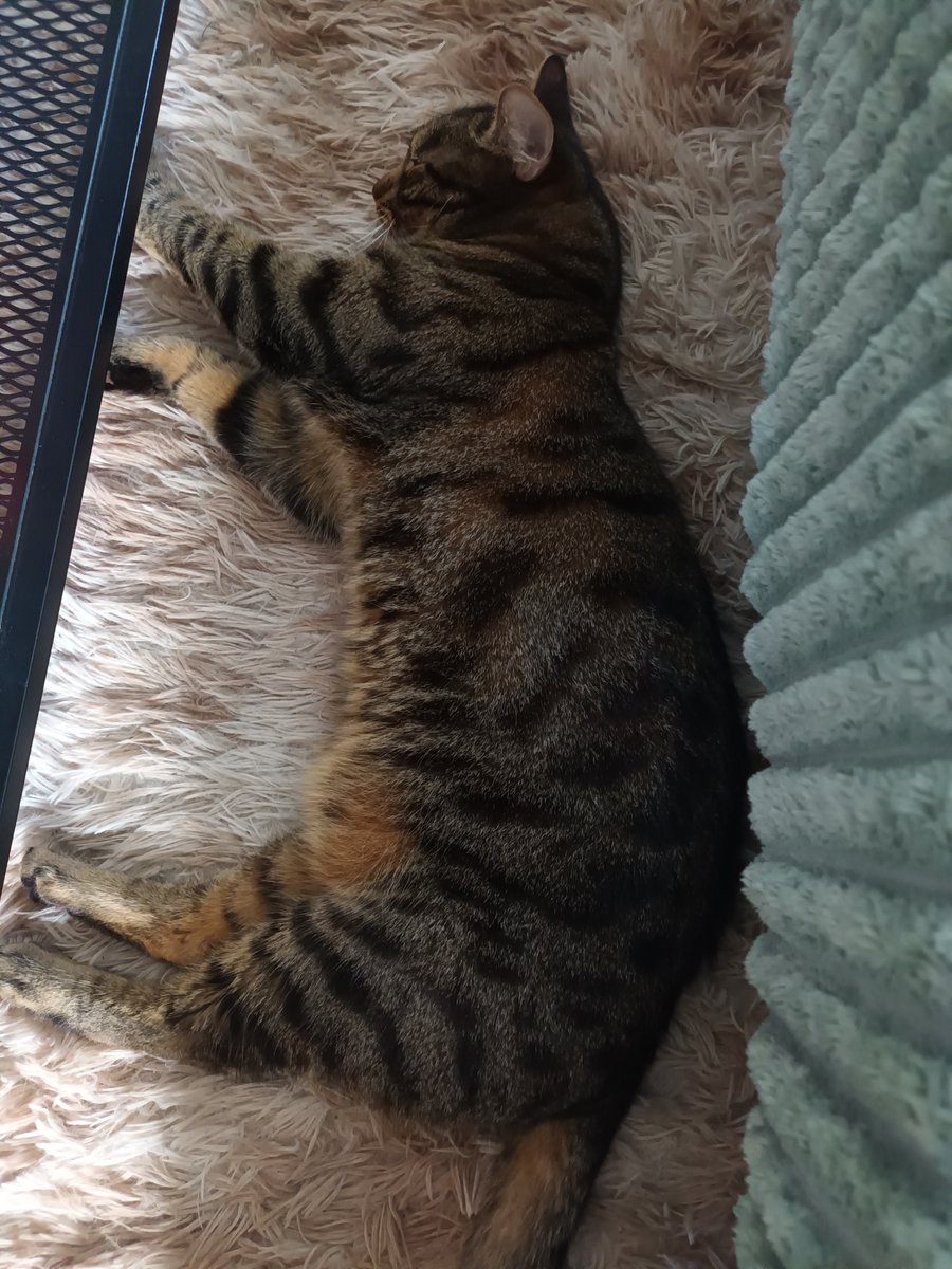 Shortalpha_twit's tweet photo. Kitty https://t.co/SBrgmdLsc8