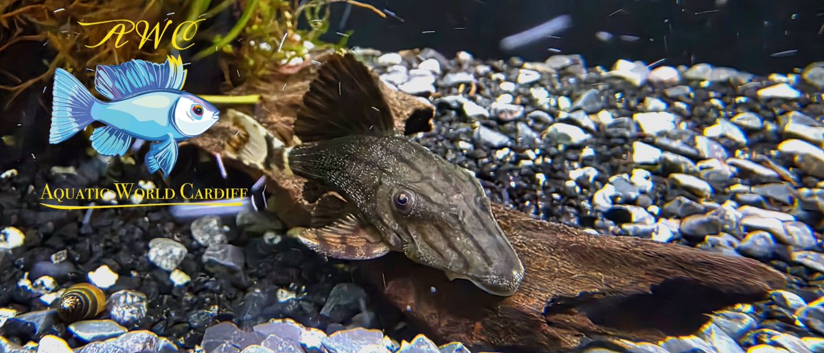 AquaticWorldUK's tweet photo. 🔥🔥 SPECIAL OFFER🔥🔥
🔥🔥ROYAL PANAQUE £25🔥🔥
This weekend only https://t.co/2q4HBvkLBA