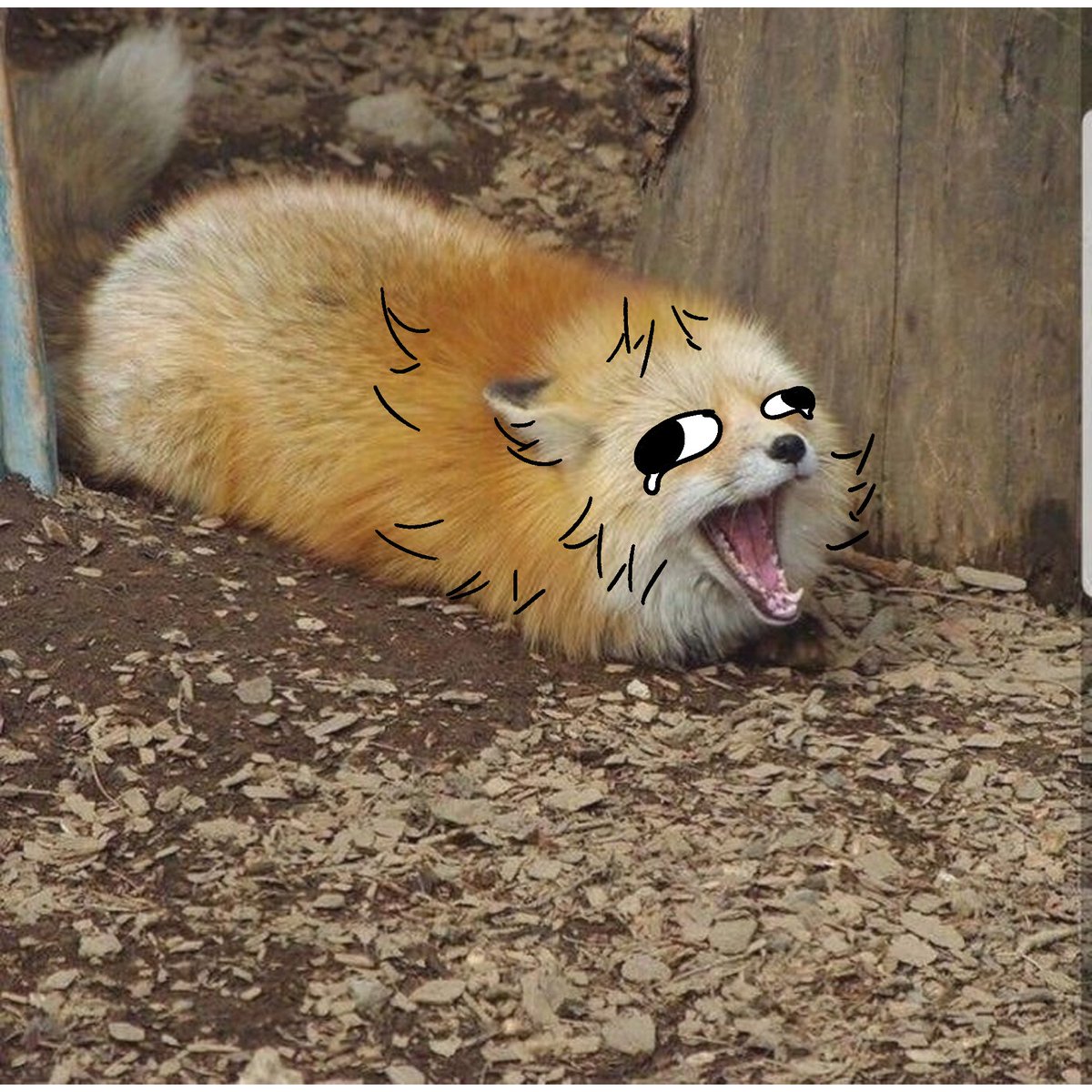 thecatidk's tweet photo. bread #fox #animal #art https://t.co/B3wsqtCg5j