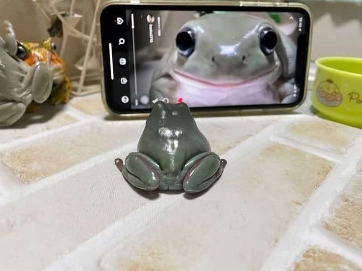 pinkpphone's tweet photo. achei um sapinho hoje na calçada de casa... @TheKingCrims0n será que o senhor Kira iria gostar de um sapo na casa dele? eles são tão fofinhos, e queria q o senhor ficasse um pouco com ele tbm https://t.co/IQbXDNOM18