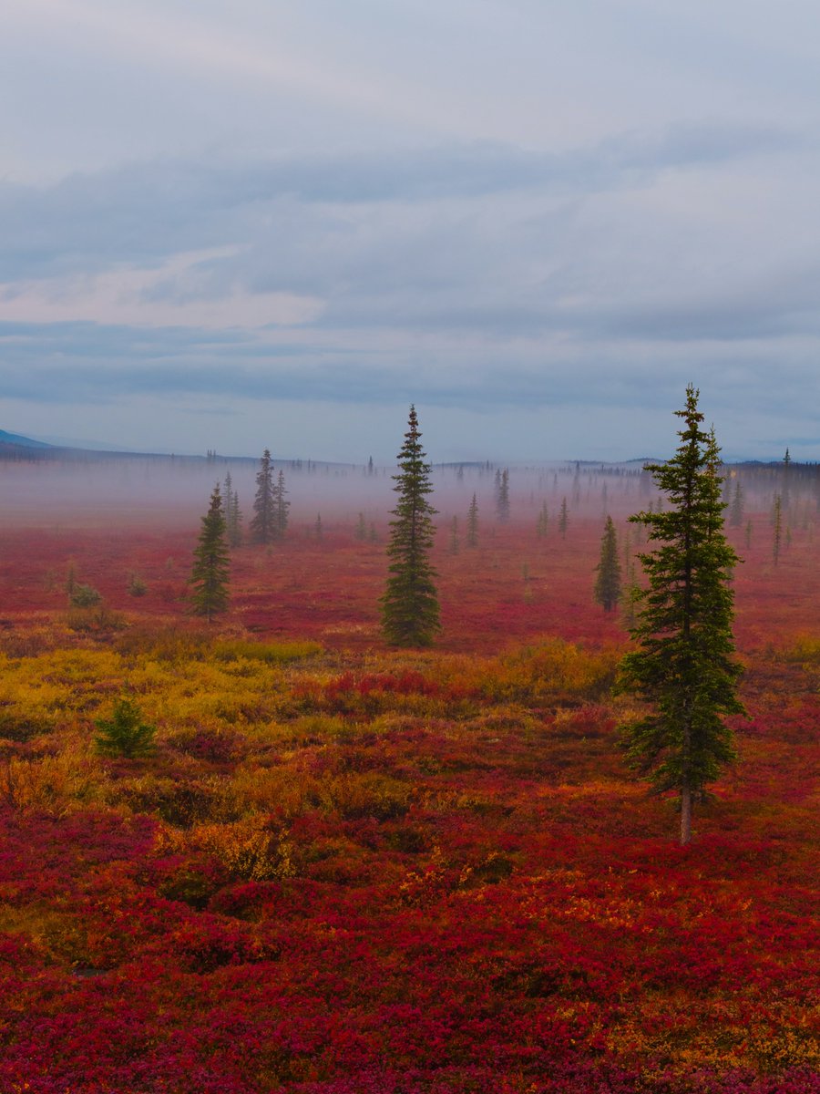 visualsofearth1's tweet photo. Fall colors in Anchorage, Alaska https://t.co/olgzA4DlG3