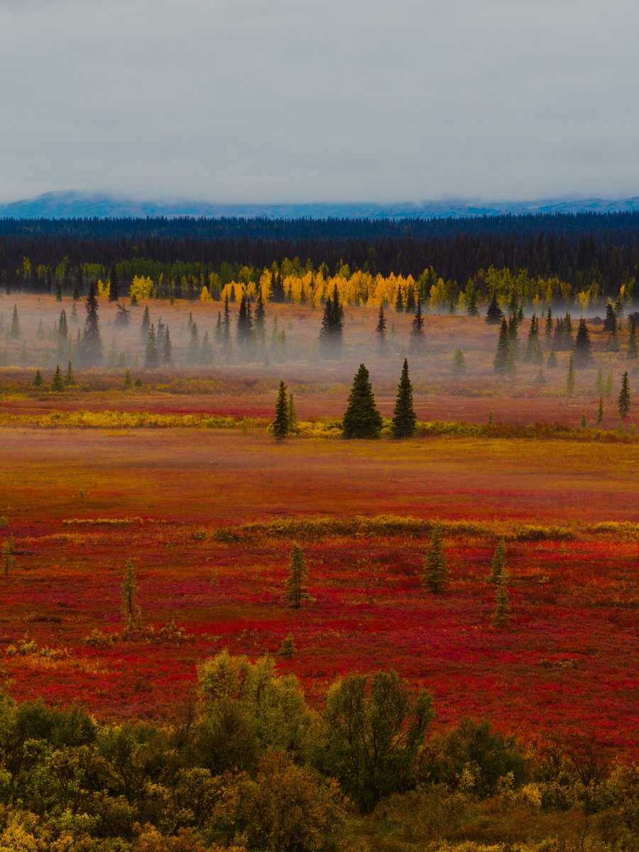 visualsofearth1's tweet photo. Fall colors in Anchorage, Alaska https://t.co/olgzA4DlG3