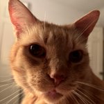 Photo by Handsome Huey 😺 (@marblesays)