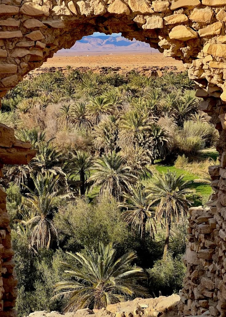 Abderahman__abd's tweet photo. نخيل موريتانيا يزين الواحات بجمالٍ أخّاذ، شامخًا في قلب الصحراء كلوحةٍ خضراء تنبض بالحياة والأصالة. 🌴✨ https://t.co/0bn26e1Qv4