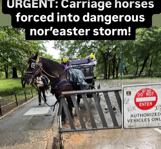 NMBewitched's tweet photo. Nor'Easter
Dear @NYCMayor @SpeakerMenin @Teamsters
Why are horses carriages on the streets of NYC under a State of Emergency during a Nor'easter?
The citizens of NYC want a ban.
160 yrs of fighting this cruelty & you still cannot deliver a resolution.
Horses die, people die; it is ok as long as the Union is happy & there is money to be made.
#Disgusting
From NYClass