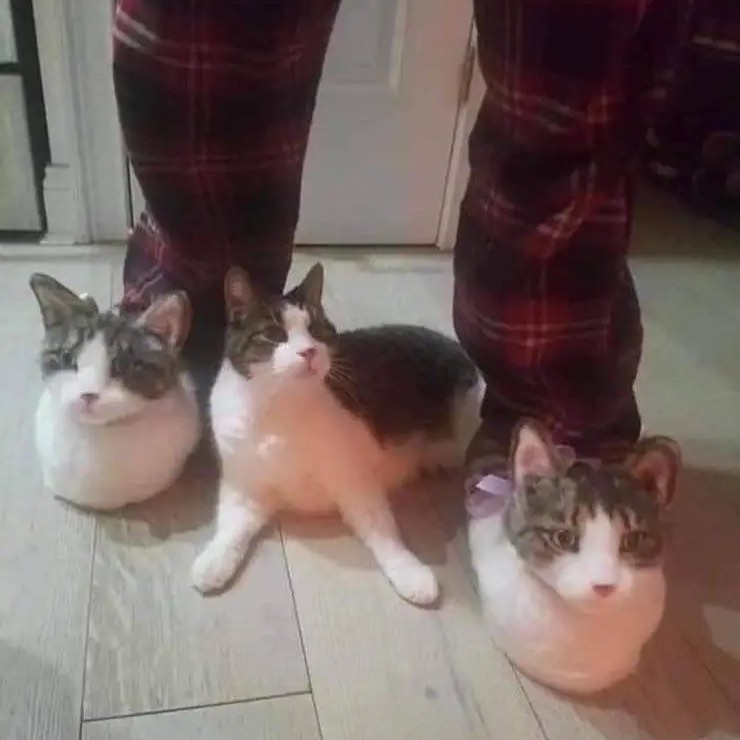 PunchingCat's tweet photo. https://t.co/n8PgWpoWYG