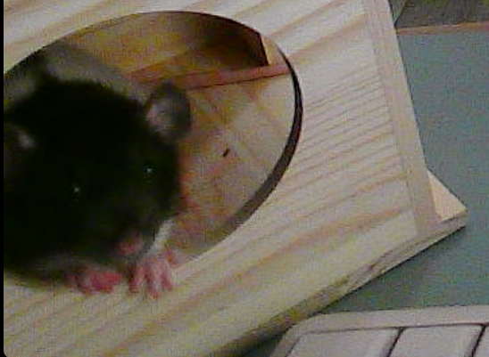 Sheberry5's tweet photo. @hanami2020115 Cute! This is my girl https://t.co/029mFlDWC5