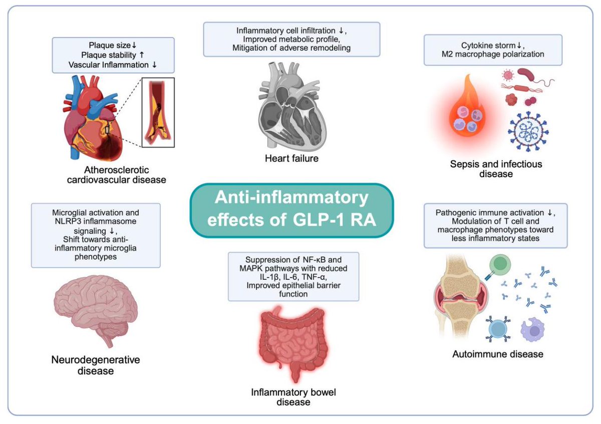 MWeintraubMD's tweet photo. 🔬 We are beginning to understand the full anti-inflammatory benefits of GLP-1 receptor agonists.

📊 A recent post-hoc analysis of semaglutide's cardiovascular outcome trial (SELECT) demonstrated 2/3 of the cardiovascular risk reduction may be weight-independent.

A review of the possible mechanisms of this direct GLP-1 agonism effect not only on coronary artery disease but numerous other disease states:

🧠 Neurodegenerative disease
🫀 Heart failure
🛡️ Autoimmune disease
🦠 Sepsis and Infectious disease
⚕️ Inflammatory bowel disease 

https://t.co/UbgqJjjzAA