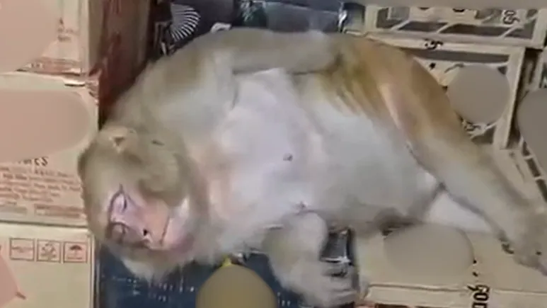 ndtv's tweet photo. Monkey Enters Ranchi Liquor Shop, Downs Half A Bottle, Passes Out On Cartons
https://t.co/fUpjC5Vi07 https://t.co/VPz4t8bsZE